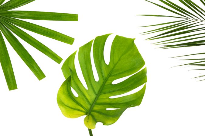 Different leaves of palm isolated on plain background