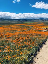 Yellow flower field under blue sky