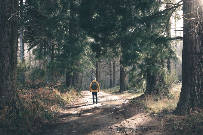 Unrecognizable traveler in conifer forest