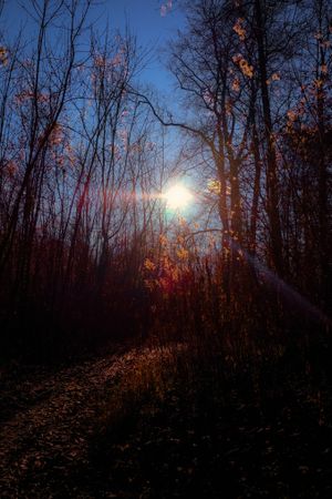 Moonlight through a dark forest