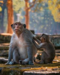 Two macaques grooming 56zlV5