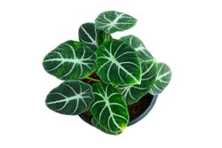 Green Leaf Ornamental Foliage Plant