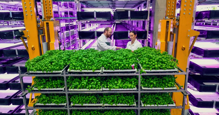 Agriculture Engineer Having a Conversation with a Colleague at a Vertical Farm, Discussing Basil Leaves Next to Loaded Rack of Plants on a Moving Elevator. Gardener Providing Technical Advice