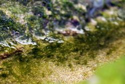 Wet algae on stone