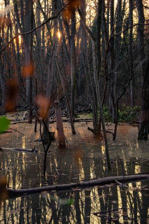Stagnant water with reflection of thing trees at sunset, vertical