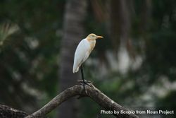 Egret on tree branch 0KxvN5