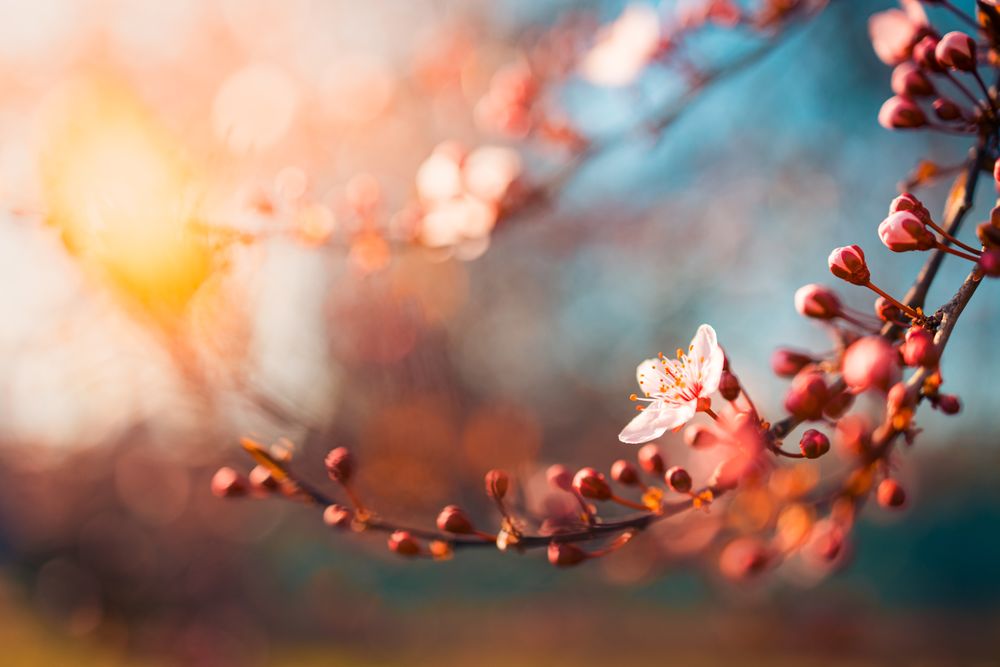 Magical cherry blossom branch in the sunlight