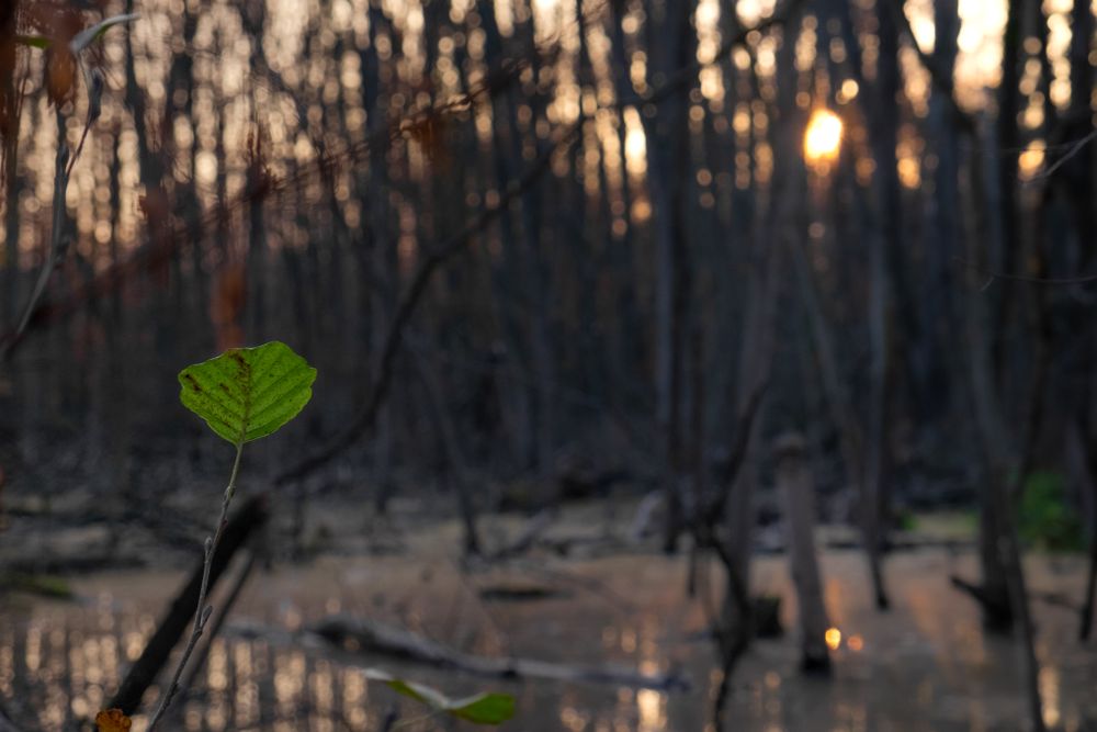 Single green leaf in front of swamp at dusk