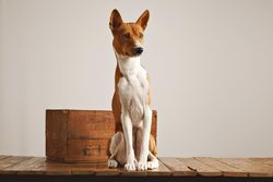 Dog seated next to wooden box