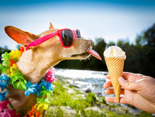 Person giving an ice cream cone to a chihuahua wearing sunglasses