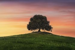 Holm oak on top of the hill at sunset, Buonconvento, province of Siena, Tuscany