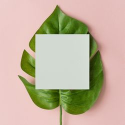Monstera leaf on pastel pink background with paper card note