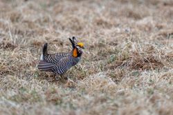 A male Prairie Chicken displays on the booming grounds at Hamden Slough National Wildlife Refuge in Hamden Township, MN