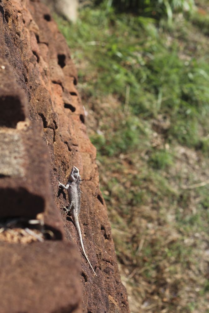 Red iguana on rough stones