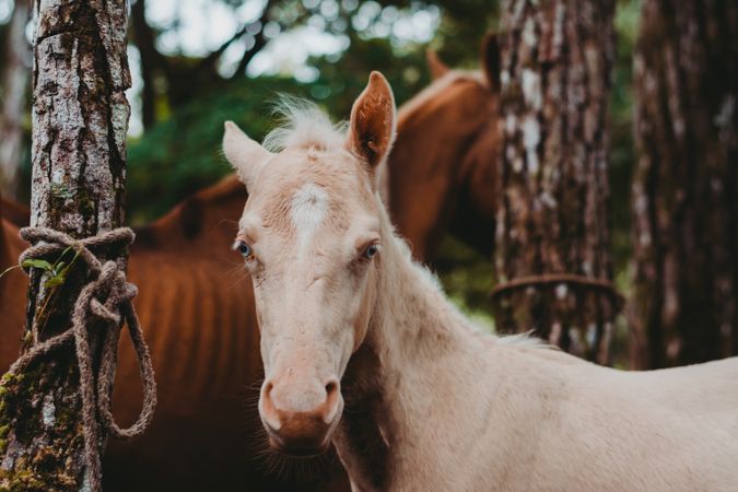 Horse on walk tied to tree and looking at camera