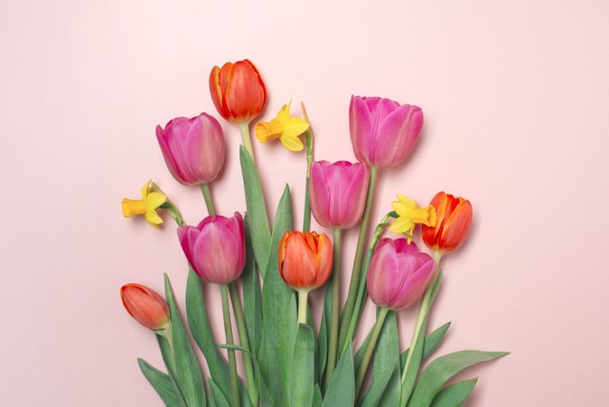 Tulips & daffodils on pink background