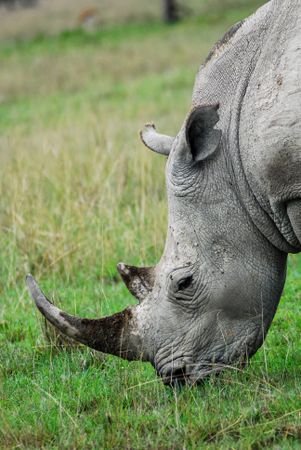 Grey rhinoceros eating green grass