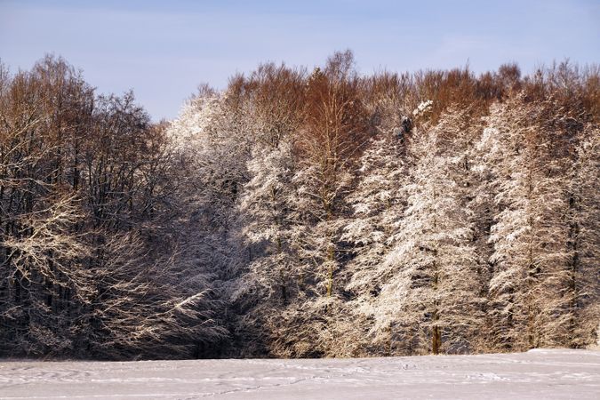 Evergreen forest covered with snow under blue sky