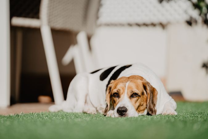 Cute beagle on lawn in yard
