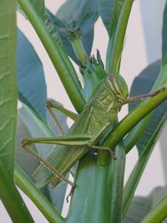 Green grasshopper perching among the frangipani leaves