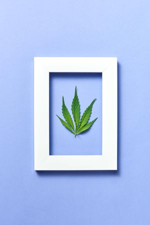 Cannabis leaf in frame on purple background