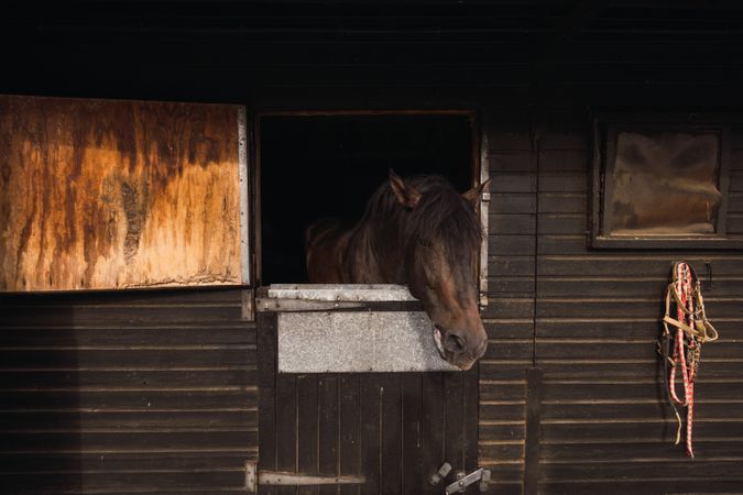 Brown horse in wooden stable