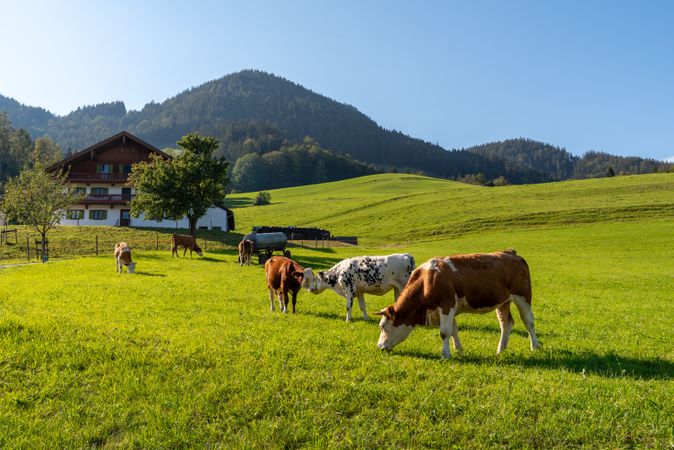 Cows grazing at a bavarian farm in an alpine scenery, on a sunny day in September