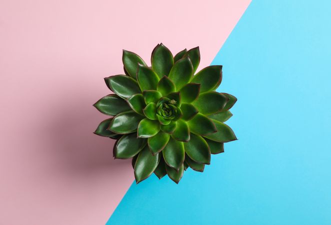 Beautiful succulent plant on color background, top view. Space for text
