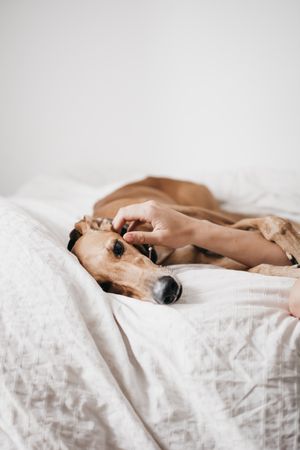 Funny dog resting on bed near human