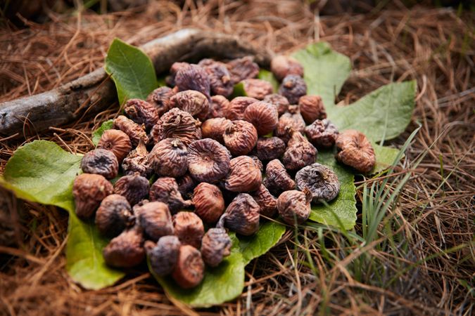 Heap of dried figs on leaf