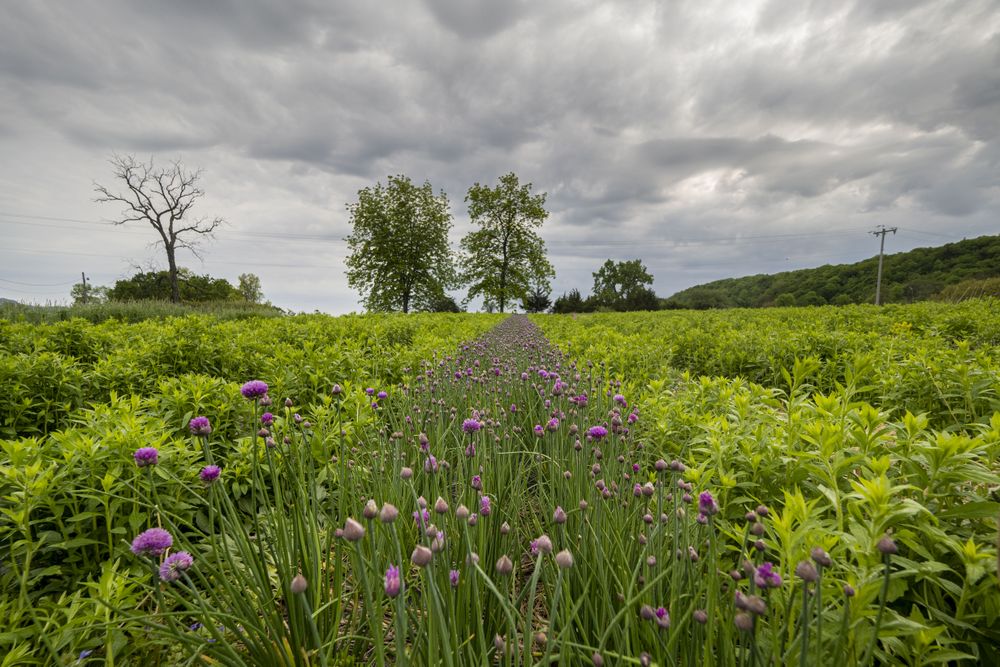 Copake, New York - May 19, 2022: Row of purple flowers in green field