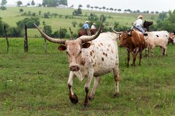 Texas longhorns on the move at the 1,800-acre Lonesome Pine Ranch, Chappell Hill, Texas V5kLP4