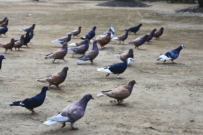 Multi-colored birds standing on gravel