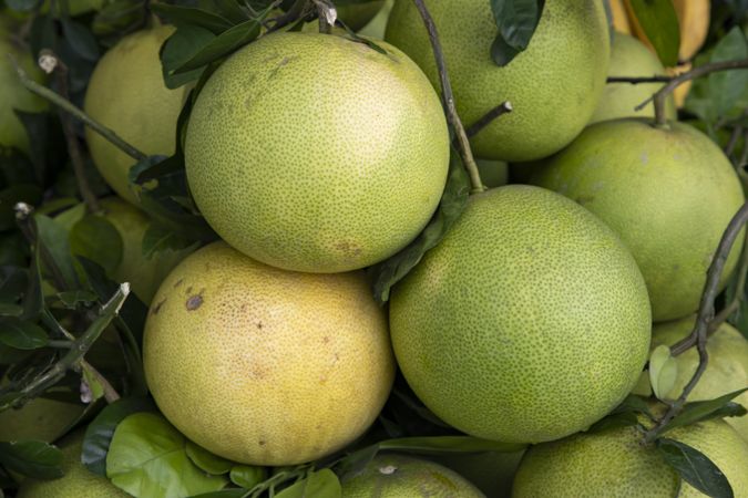 Fresh Fruits Green Pomelo (Citrus grandis) Displayed for sale in the Market of Bangladesh