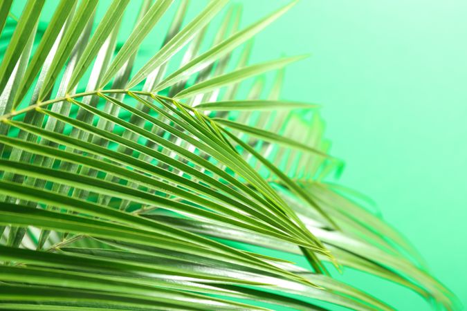 Beautiful palm leaves on color background, closeup and space for text. Exotic plant