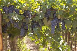 Grape harvest on plantation