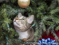 Young cat inside of Christmas Tree bY1BNb