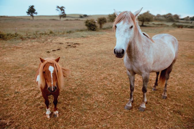 Horses grazing in dry field
