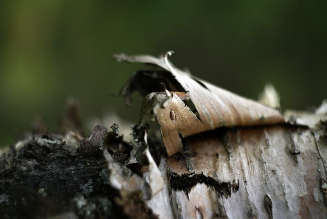 Cork on birch in forest