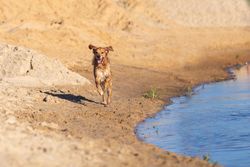 Golden Retriever running along the sand