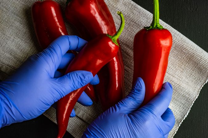 Person handling spicy fresh red peppers in protective gloves