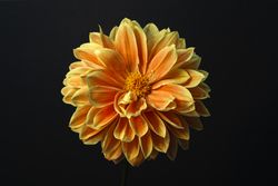 Beautiful orange yellow dahlia