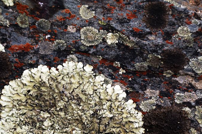 Texture of natural lichen on tree bark