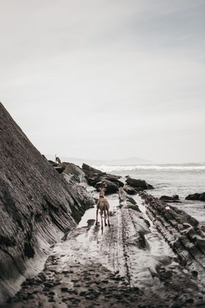 Dog on wet shore near cliff and sea