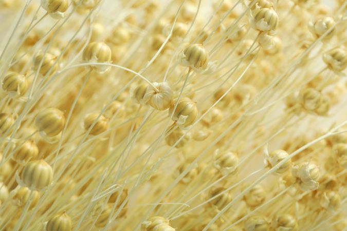 Close up of dried flowers lying vertically