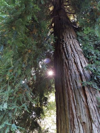 Redwood tree with sun peaking through branches