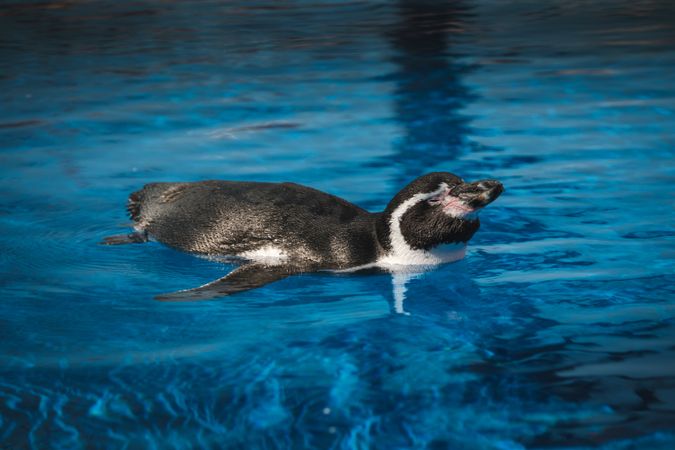Cute Spheniscus humboldti penguin swimming in po
