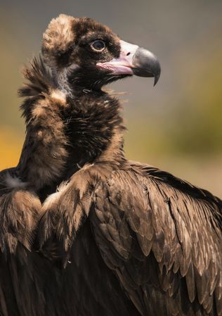 Big vulture on ground