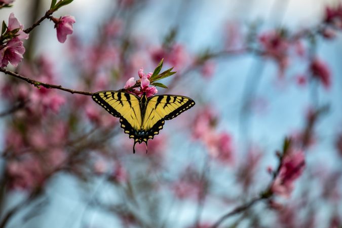 Yellow butterfly perched on cherry blossom