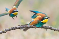 Birds standing on tree branch
